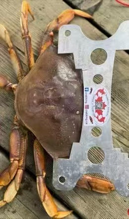 Crab King Stainless Steel Crab Trap with Nylon Bait Mesh